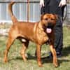 Tyson, su. Paten