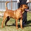 Tyson, su. Paten