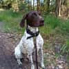 Sportliche Hundemensch(en) gesucht!