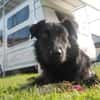 STANISLAUS -perfekter Begleiter-