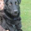 STANISLAUS -perfekter Begleiter-