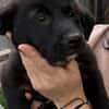 Welpe Balu sucht seine Familie