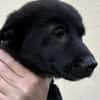 Welpe Balu sucht seine Familie