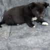 Welpe Balu sucht seine Familie