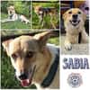 SABIA * die leisen Hunde sind die größten Schätze