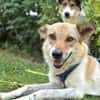 SABIA * die leisen Hunde sind die größten Schätze