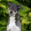 JOANNA -sucht hundeerfahrene Menschen-