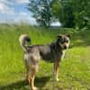 JOANNA -sucht hundeerfahrene Menschen-