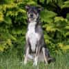 JOANNA -sucht hundeerfahrene Menschen-