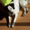 Laiko -PLZ 47239 Duisburg