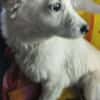 Seppi 35 cm (Pflegestelle)