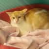 CANELLE