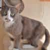 Duchesse (en cours d'adoption)