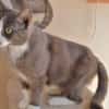 Duchesse (en cours d'adoption)