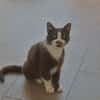 Duchesse (en cours d'adoption)
