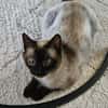 BIMBA