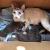 BIANCA chatte style siamoise