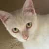 ESTHER chatte blanche