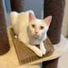 ESTHER chatte blanche