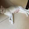 ESTHER chatte blanche