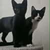 BATMAN chaton noir