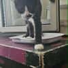 SOCQUETTE  CHATONNE NOIRE ET BLANCHE
