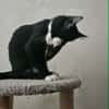 SOCQUETTE  CHATONNE NOIRE ET BLANCHE