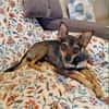 CHICA (Martina)