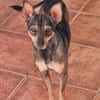 CHICA (Martina)