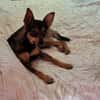 CHICA (Martina)