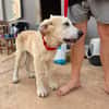 MAU (Martina)