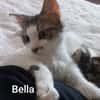 BELLA abandonnée avec ses petits