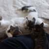 BELLA abandonnée avec ses petits