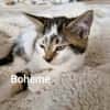 BOHEME  A réserver