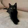 BAGHEERA