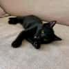 BAGHEERA