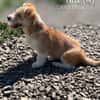 Twix, ein Wuschelschatz