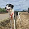 Otis - Zuhause gesucht