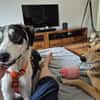 Otis - Zuhause gesucht