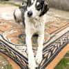Otis - Zuhause gesucht