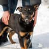 Dobby - Zuhause gesucht