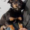Dobby - Zuhause gesucht