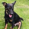 Dobby - Zuhause gesucht
