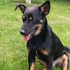 Dobby - Zuhause gesucht