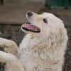 Mischa  super freundlicher und anhänglicher Hund!