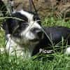 PICUR