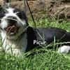 PICUR