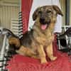 Brösel - verspielter Junghund sucht Zuhause