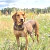 Giotto  sensibler Jagdhund sucht Menschen mit Herz und G