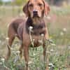 Giotto  sensibler Jagdhund sucht Menschen mit Herz und G